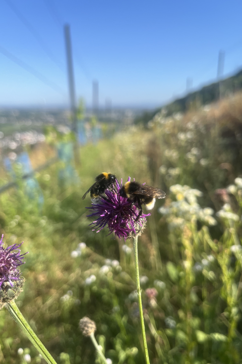 Pflanzen und Tiere der Weinberge (Wanderung) 30.5.2026 Zwingenberg