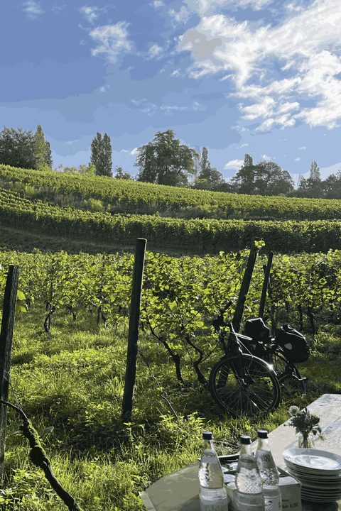 Ökologische Weine an der Hessischen Bergstraße 16.08.2026