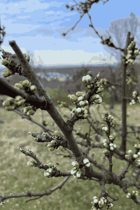 Der Weinberg wird grün (Wanderung) 25.04.2026 Seeheim