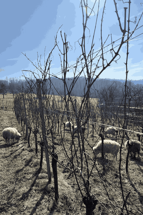 Der Rebschnitt I (Workshop) 24.1.2026 Seeheim Mundklingen