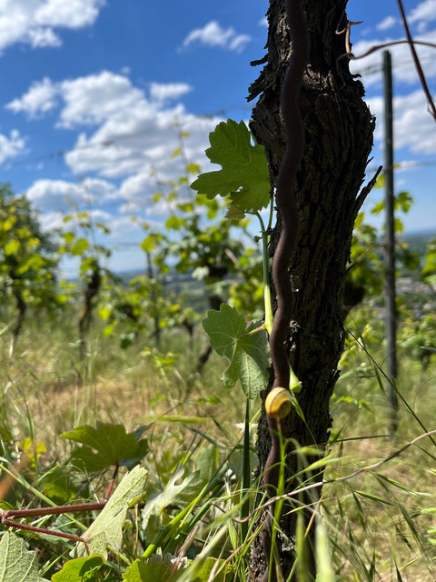 Slowfood trifft Feligreno 09.05.2026 Hessische Bergstraße