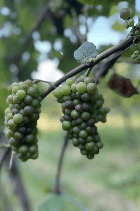 Die „Vor-Lese“ (Veranstaltung vor Ort) 15.08.2026 Zwingenberg